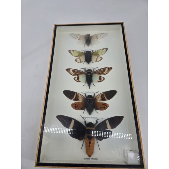 Real Cicada Insect Taxidermy Entomology In Display Wooden Shadowbox 5 Specimen - Picture 5 of 13